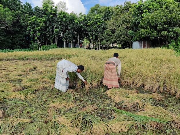 Los agricultores están cosechando arroz en los arrozales de Bangladesh. La comida principal del pueblo de Bangladesh.