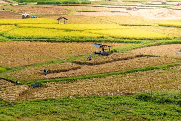 Los agricultores están cosechando arroz en el campo.