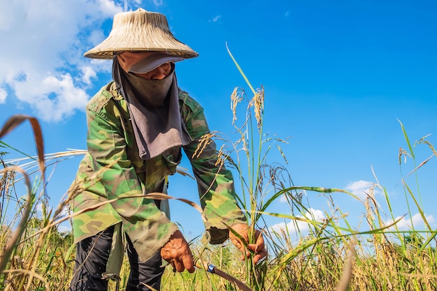 Los agricultores están cosechando arroz.