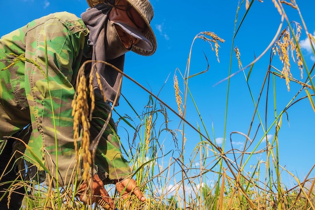 Los agricultores están cosechando arroz.