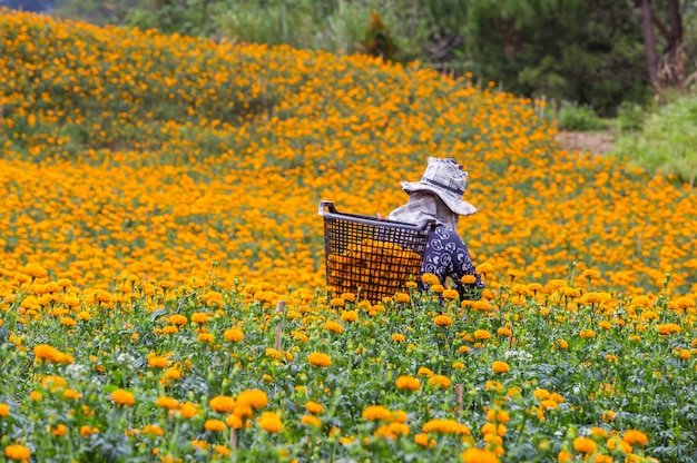 Los agricultores están cosechando flores de caléndula en la mañana.