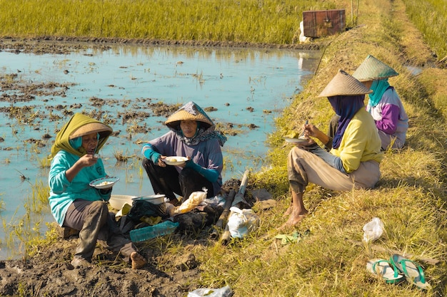 Los agricultores están desayunando en los campos mientras plantan arroz.