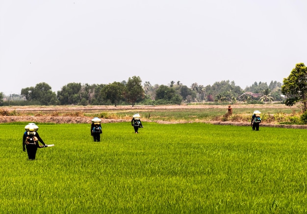 Los agricultores están inyectando pesticidas para proteger las plantas en los campos de arroz