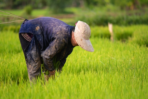 Los agricultores están plantando arroz en el campo de arroz