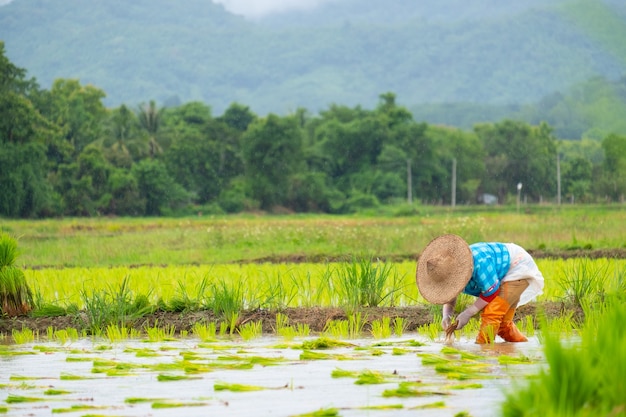 Los agricultores están plantando arroz en la granja. Los agricultores se inclinan para cultivar arroz. La agricultura en Asia. El cultivo con personas.