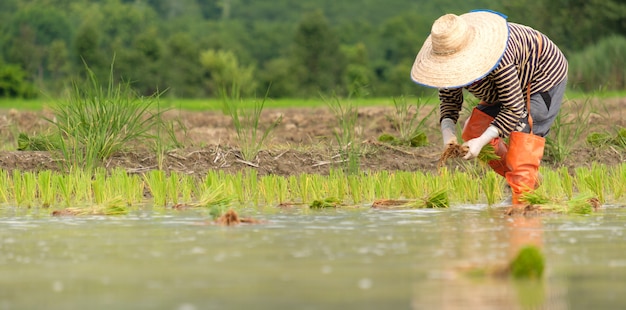 Los agricultores están plantando arroz en la granja, los agricultores se inclinan para cultivar arroz.