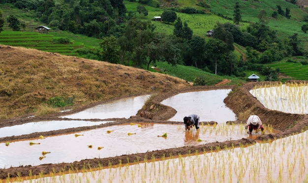 Los agricultores están plantando arroz en la granja con copia espacio, trabajando en las montañas
