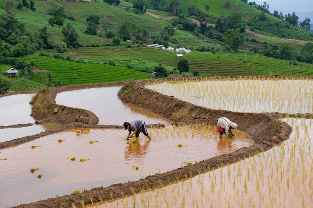 Los agricultores están plantando arroz en la granja con copia espacio, trabajando en las montañas