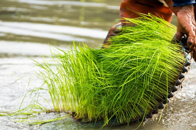 Los agricultores están plantando arroz en la granja