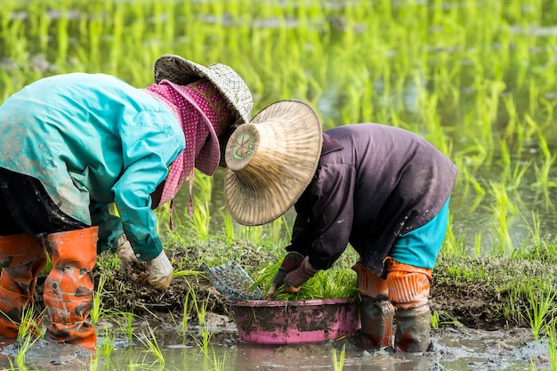 Los agricultores están plantando arroz en la granja