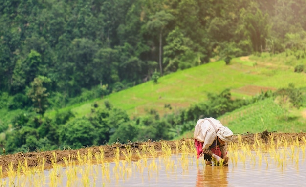 Los agricultores están plantando arroz en la granja.