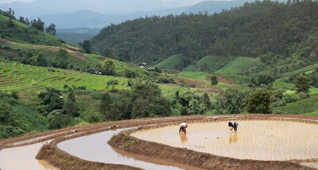 Los agricultores están plantando arroz en la granja.