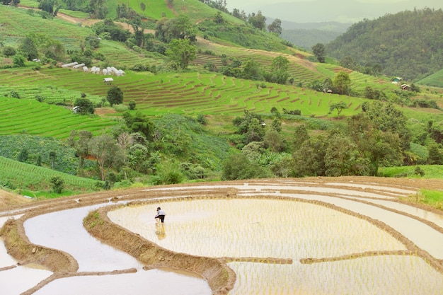 Los agricultores están plantando arroz en la granja.