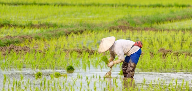 Los agricultores están plantando arroz en la granja.