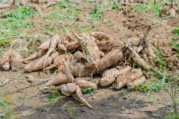 Agricultores estão colhendo produtos agrícolas da mandioca