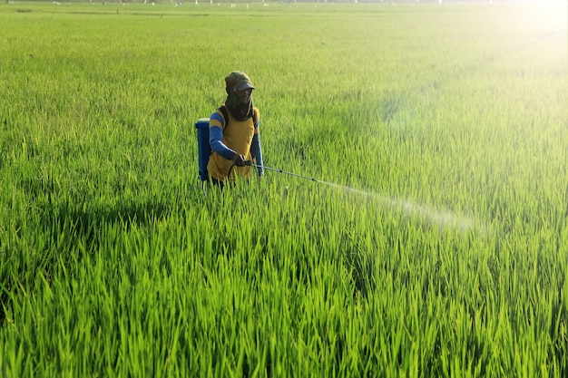 agricultores estão pulverizando pesticidas líquidos para matar pragas de arroz