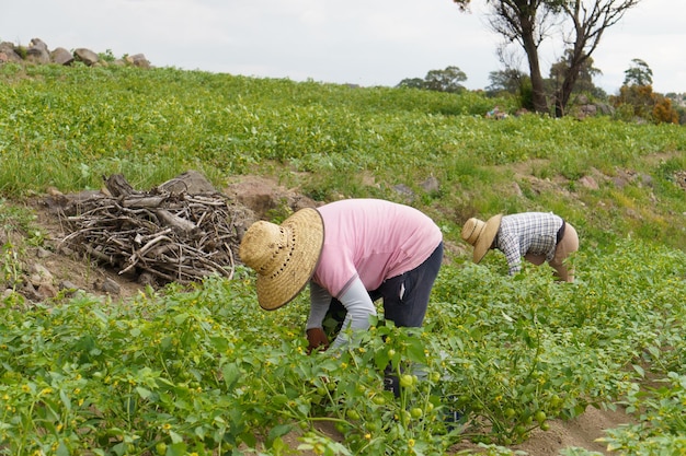 Agricultores felices recogiendo tomatillos en el campo