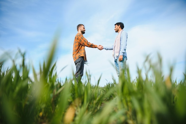 Agricultores indianos e europeus estão em um campo de trigo verde