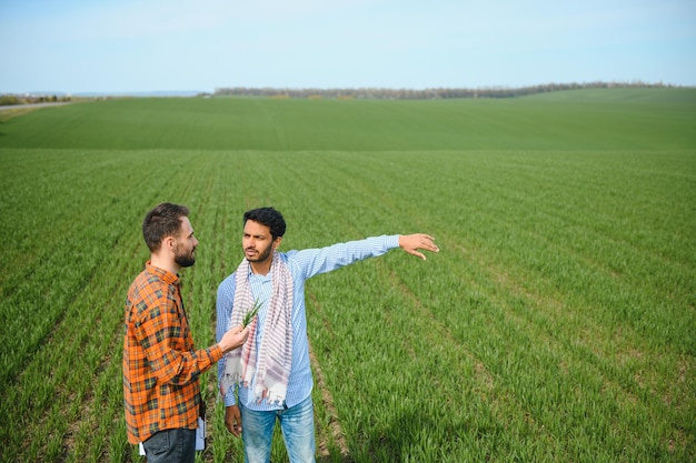 Los agricultores indios y europeos se encuentran en un campo de trigo verde