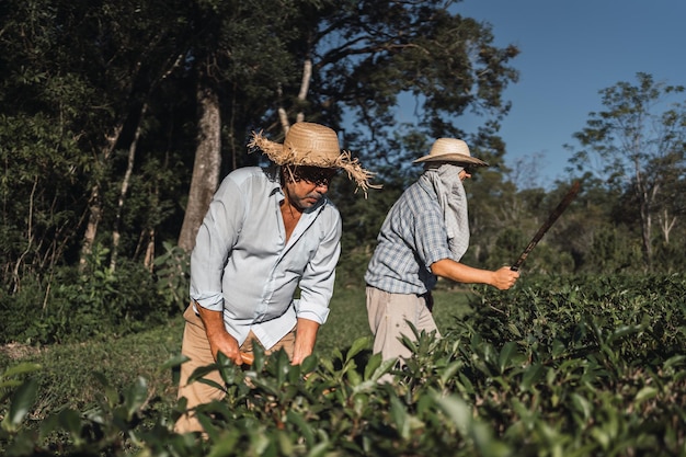 Foto agricultores locales dedicados a la recolección de la planta de té 