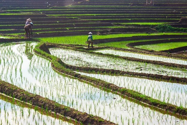 Foto los agricultores en la mañana trabajando en los campos de arroz del norte de bengkulu, indonesia