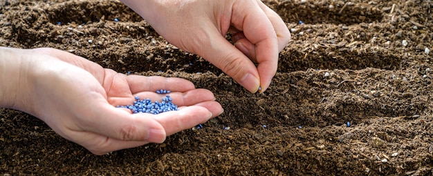 Agricultores mão plantando sementes no solo