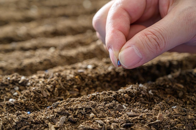 Agricultores mão plantando sementes no solo