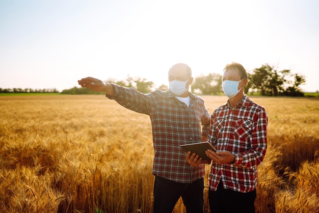 Agricultores con máscara médica estéril usando tableta digital en el campo del concepto de cosecha de trigo