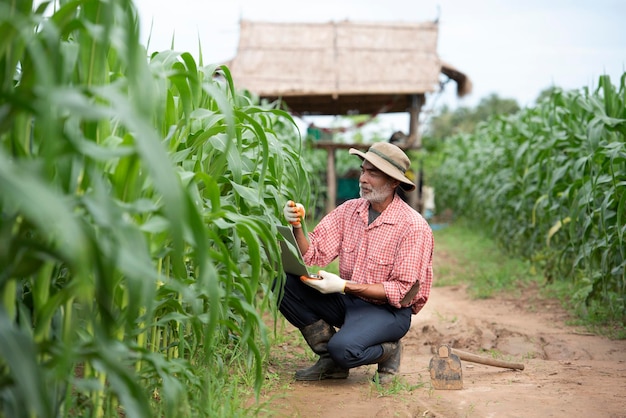 Agricultores mayores usan tecnología en campos agrícolas de maíz