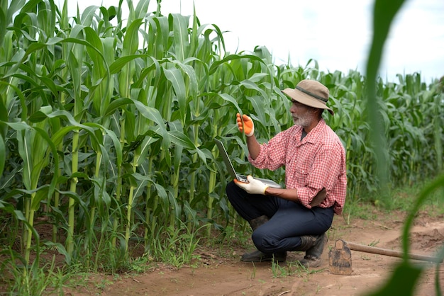 Agricultores mayores usan tecnología en campos agrícolas de maíz