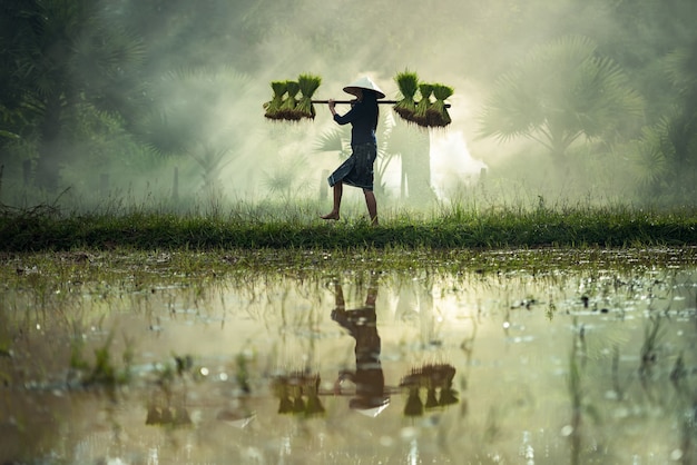 Los agricultores de la mujer cultivan arroz en la temporada de lluvias.