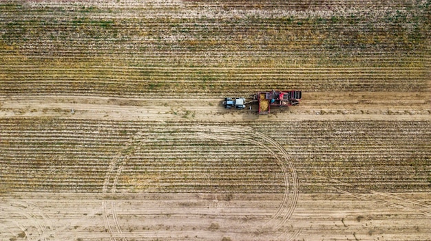 Agricultores y peones de campo utilizan maquinaria agrícola en el campo cosechando papas