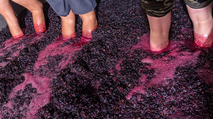 Foto los agricultores pisando el proceso de envejecimiento del vino de uvas