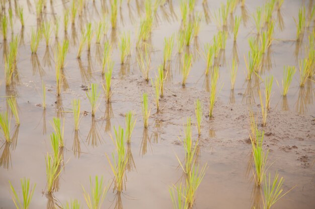 agricultores de planta de arroz plantando arroz.