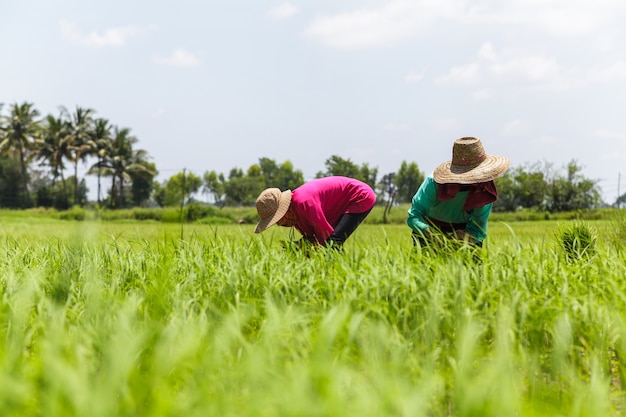 Agricultores que trabajan en el campo de arroz