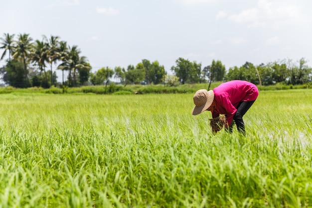 Agricultores que trabajan en el campo de arroz