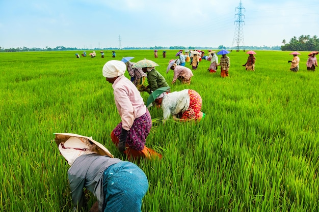 Agricultores que trabajan en el campo de arroz