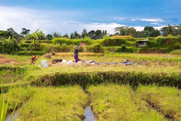Agricultores que trabalham no campo de arroz em Bali Ásia colhendo arroz