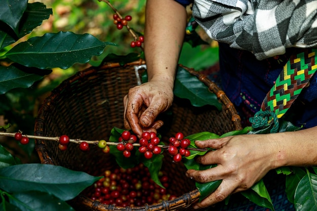 Los agricultores recogen el grano de café crudo