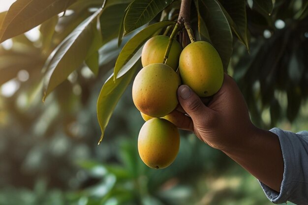 Foto agricultores recogiendo mangos a mano en el árbol