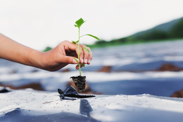 Agricultores seguram mudas para se preparar para plantar no jardim