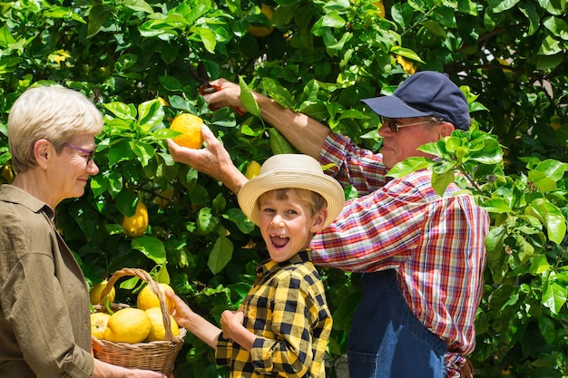 Agricultores seniores, avós com menino, neto colhendo limões da árvore de limão no jardim privado, pomar. Sazonal, verão, outono, caseiro, tempo para a família, hobby e conceito de lazer.