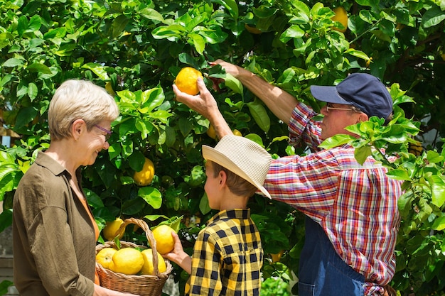 Agricultores seniores, avós com menino, neto colhendo limões da árvore de limão no jardim privado, pomar. Sazonal, verão, outono, caseiro, tempo para a família, hobby e conceito de lazer.