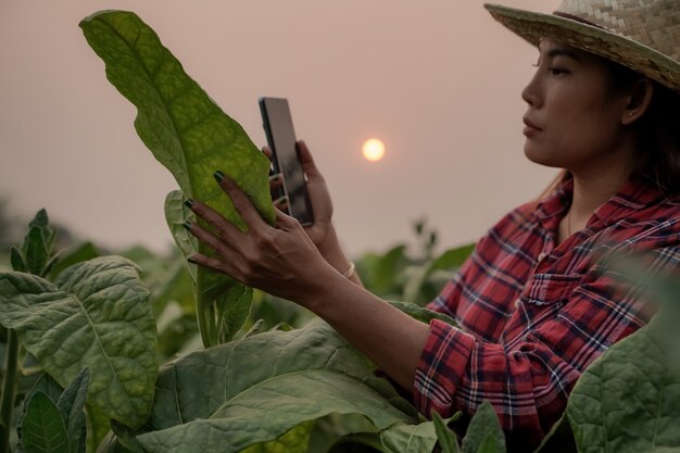 Los agricultores, la siembra, el tabaco, el uso de una computadora portátil, inspeccionan la calidad de las hojas de tabaco, los conceptos de tecnología