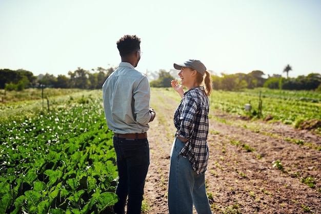 Agricultores sostenibles hablando de cultivos verdes orgánicos en una granja en un día soleado al aire libre Dos expertos en agricultura colaborando y discutiendo la cosecha de alimentos vegetales en tierras de cultivo
