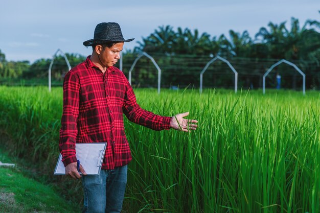 Los agricultores tailandeses inspeccionando los campos de arroz en los campos