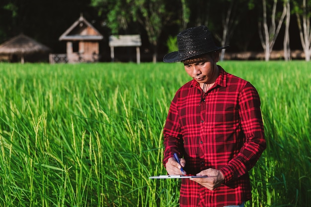 Agricultores tailandeses inspecionando campos de arroz nos campos