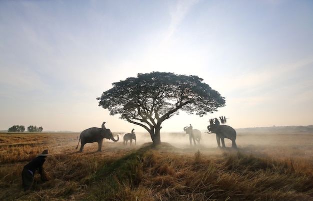 Agricultores en Tailandia. Campo de Tailandia; Elefante silueta en el fondo de la puesta del sol, elefante tailandés en Surin Tailandia.