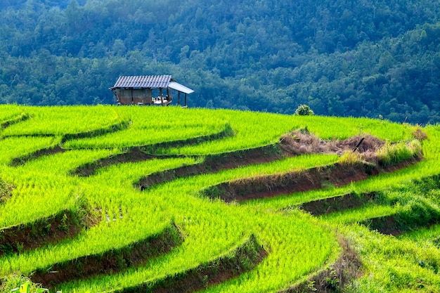 Agricultores de Tailandia