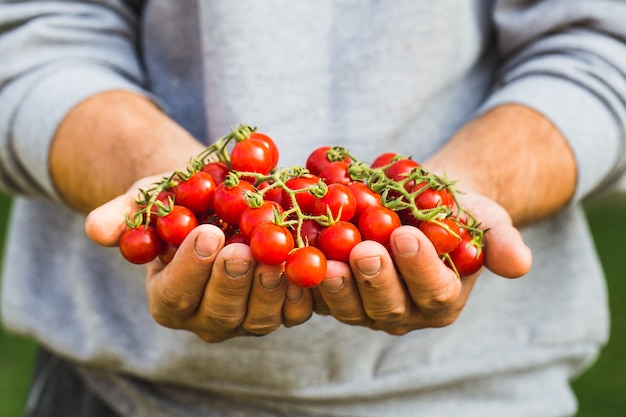 Agricultores con tomates frescos. Alimentos orgánicos saludables